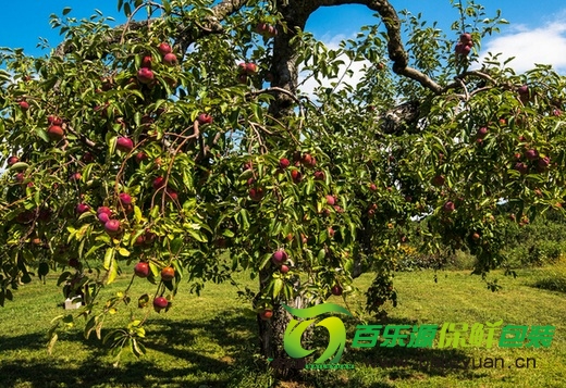 秋季：論果樹施用基肥的重要性